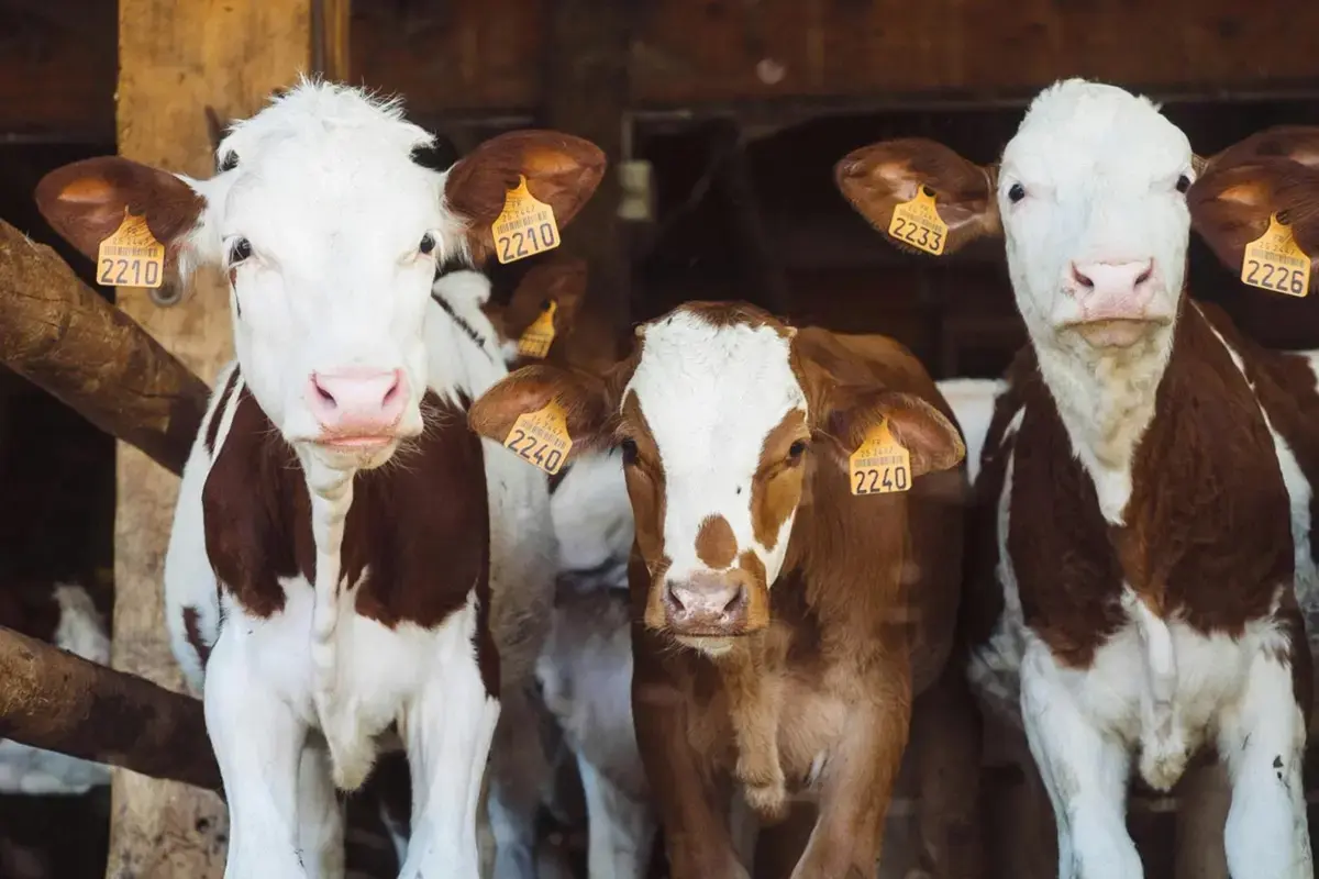 Brazilian Farmers Use Tokenized Cows to Secure Loans