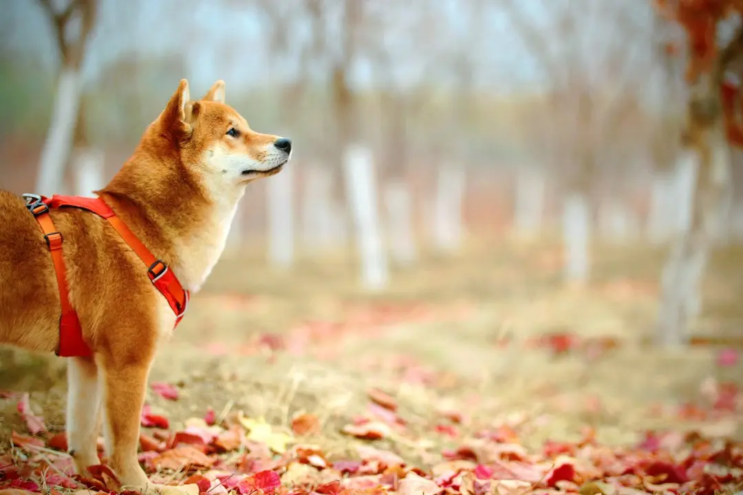 Shiba Inu Trading Volume Drops to Near Zero Amid Uncertain Price Outlook
